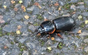 Bess Beetle (Family Passalidae)