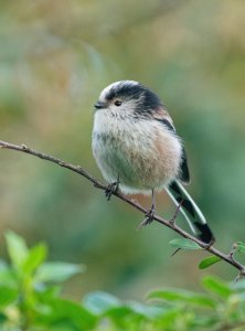 Long-tailedTit01.jpeg