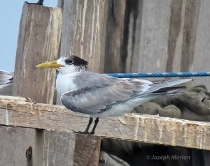 Great Crested Tern