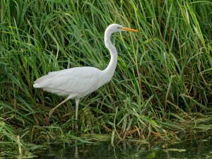 GreatEgret02.jpeg