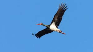 black stork