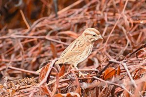 Song Sparrow