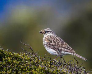 New Zealand Pipit