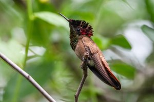 Ruby topaz hummingbird