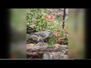 a beautiful northern mockingbird cleaning & feeding on berries #birds #Nature