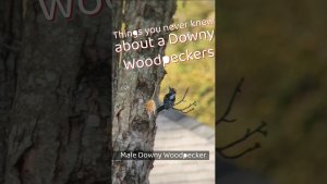 Fun facts about the Downy Woodpecker #birds #nature #woodpecker