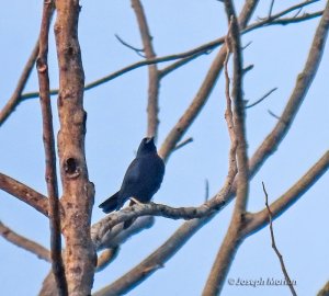 Violet Crow