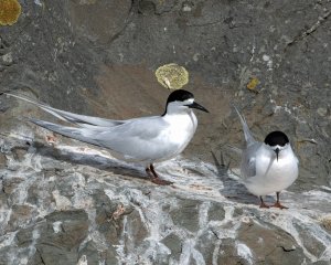 White-fronted Tern