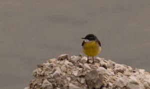 grey wagtail resized.jpg