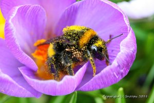 Bumblebee with Mites, UK