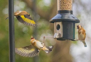 European Goldfinches