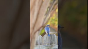 Eastern bluebird likes to hang out in my backyard #birds #nature
