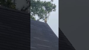 hawk hanging out and calling on our roof. Do you know what kind it is?