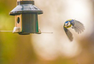 Eurasian Blue Tit