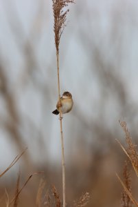 zitting cisticola