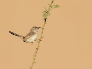 Graceful prinia