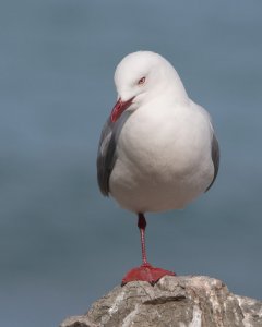 Red-billed Gull