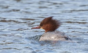 Goosander