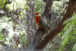 Western Rosella aka Moyadong