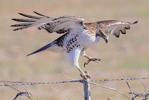 Fuertes' Red-tailed Hawk, Juvenile