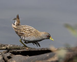 Australian Spotted Crake