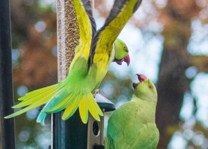 Rose-ringed Parakeets