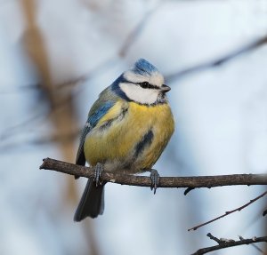 Blue Tit