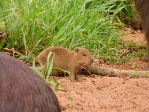 baby Capybara