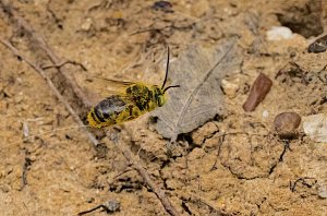 Long-horned Bee