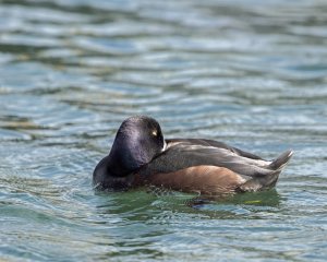 New Zealand Scaup