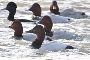 Canvasback