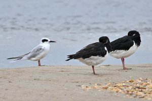 Forster's Tern