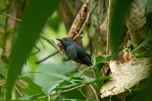 Dusky-throated Antshrike