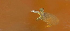Pallid Spiny Softshell Turtle