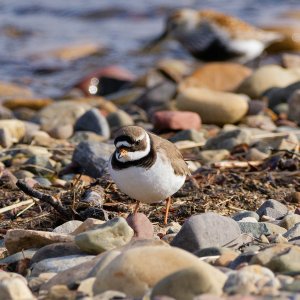 Common ringed plover