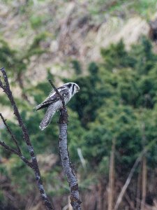 Northern hawk owl