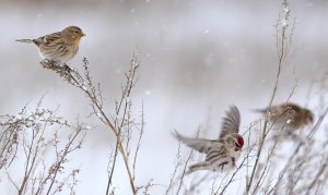 Twite and Redpoll