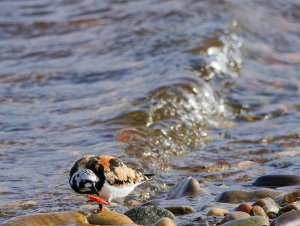 Ruddy turnstone