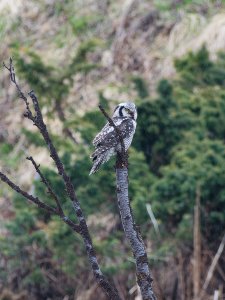 Northern hawk owl