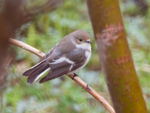 Female pied flycatcher