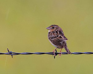 Grasshopper Sparrow