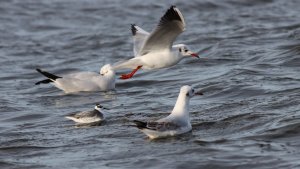 phalarope and gulls