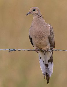 Mourning Dove