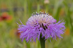 American Basketflower