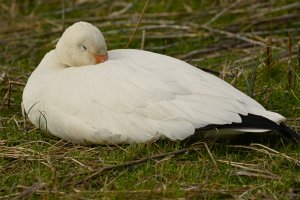 napping Snow Goose
