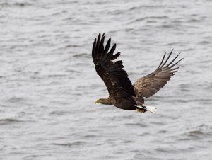 White tailed eagle in flight