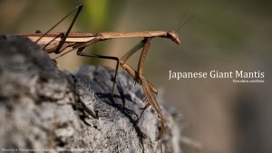 Japanese Giant Mantis (Tenodera aridifolia), Borneo