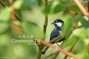 Cinereous Tit, Borneo