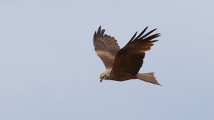 black kite