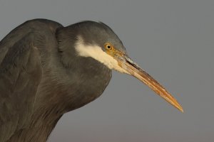 Western Reef-Heron